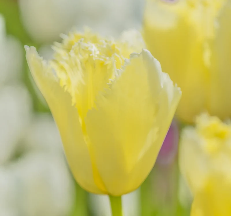 Bulbes de fleurs Non-Traité Tulipe Maja calibre 12/+ (1009700) pour particuliers