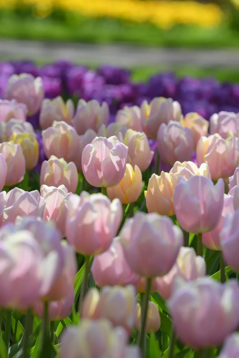 Bulbes de fleurs Non-Traité Tulipe Mango Charm® calibre 12/+ (1051600) pour particuliers