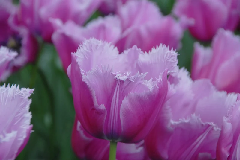 Bulbes de fleurs Non-Traité Tulipe Louvre calibre 12/+ (1034900) pour particuliers