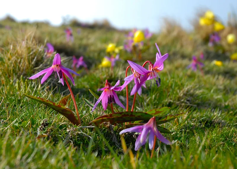 Bulbes de fleurs Non-Traité Erythronium dens-canis Lilac Wonder calibre 1 (3262000) pour particuliers