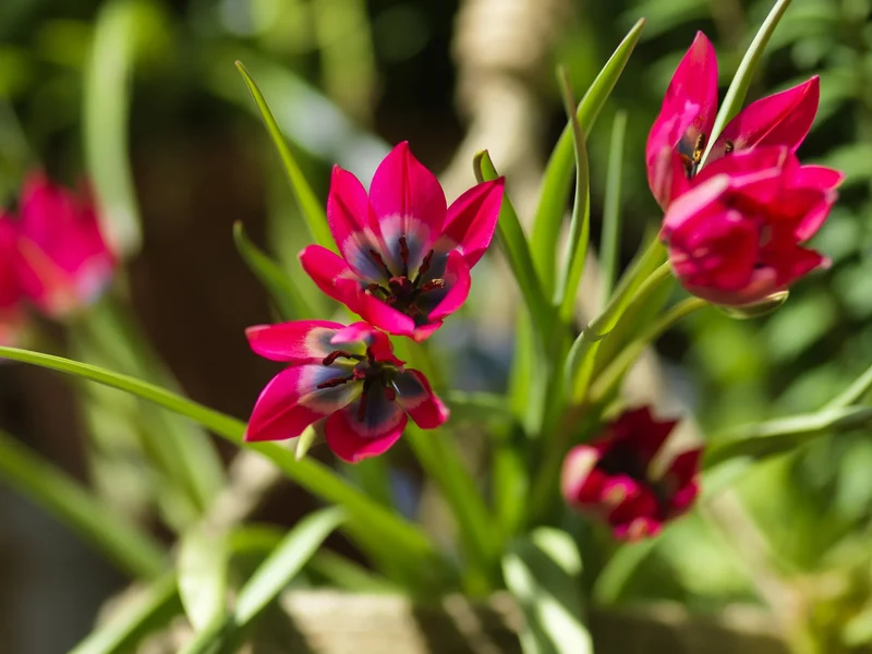 Bulbes de fleurs Non-Traité Tulipe Little Beauty calibre 5/+ (1033300) pour particuliers