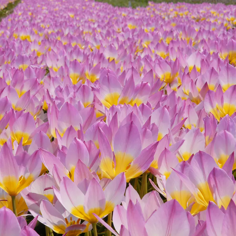 Bulbes de fleurs Non-Traité Tulipe bakeri Lilac Wonder calibre 6/+ (1001900) pour particuliers
