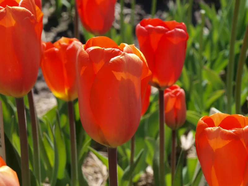 Bulbes de fleurs Non-Traité Tulipe Lighting Sun calibre 12/+ (1031300) pour particuliers