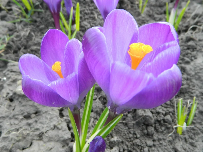 Bulbes de fleurs Non-Traité Crocus Flower Record calibre 9/10 (2501600) pour particuliers
