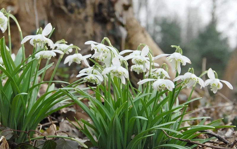 Bulbes de fleurs Non-Traité Galanthus nivalis Flore Pleno calibre 5/+ (3701000) pour particuliers