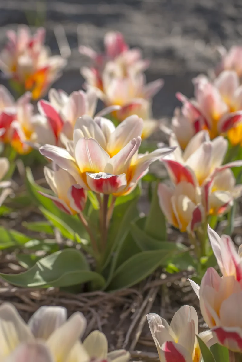Bulbes de fleurs Non-Traité Tulipe Floresta® calibre 12/+ (1058700) pour particuliers