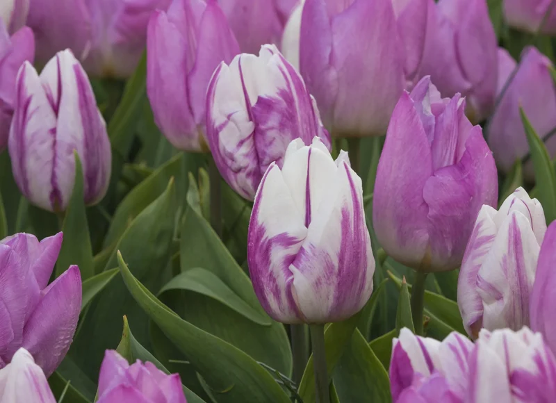 Bulbes de fleurs Non-Traité Tulipe Flaming Prince® calibre 12/+ (1050500) pour particuliers