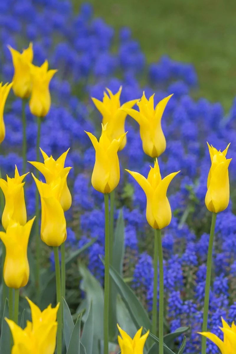 Bulbes de fleurs Non-Traité Tulipe Flashback calibre 12/+ (1006400) pour particuliers