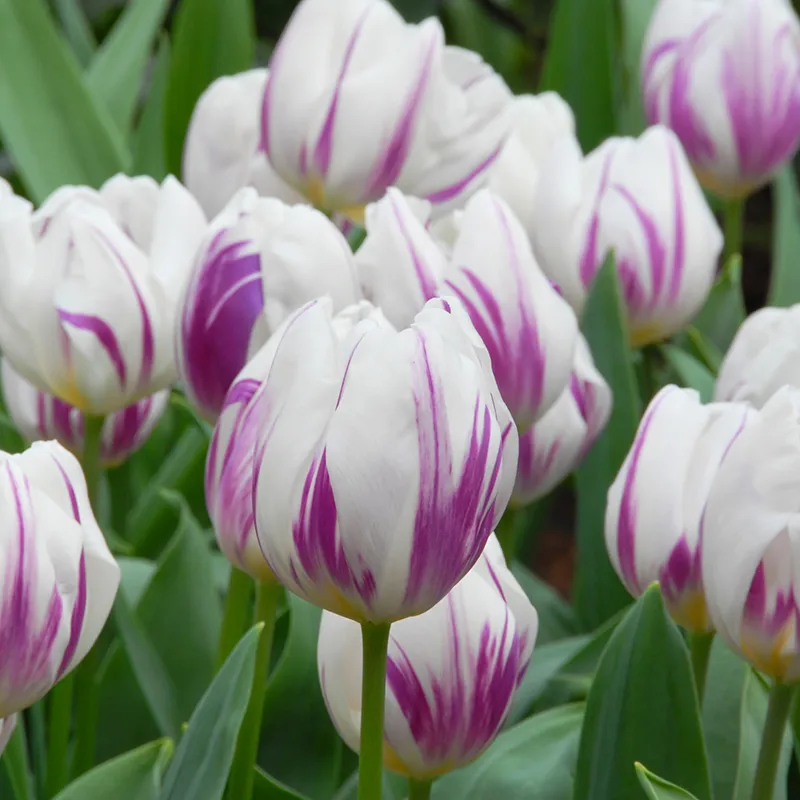 Bulbes de fleurs Non-Traité Tulipe Flaming Flag® calibre 12/+ (1006000) pour particuliers