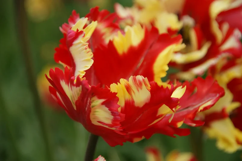 Bulbes de fleurs Non-Traité Tulipe Flaming Parrot calibre 12/+ (1006100) pour particuliers