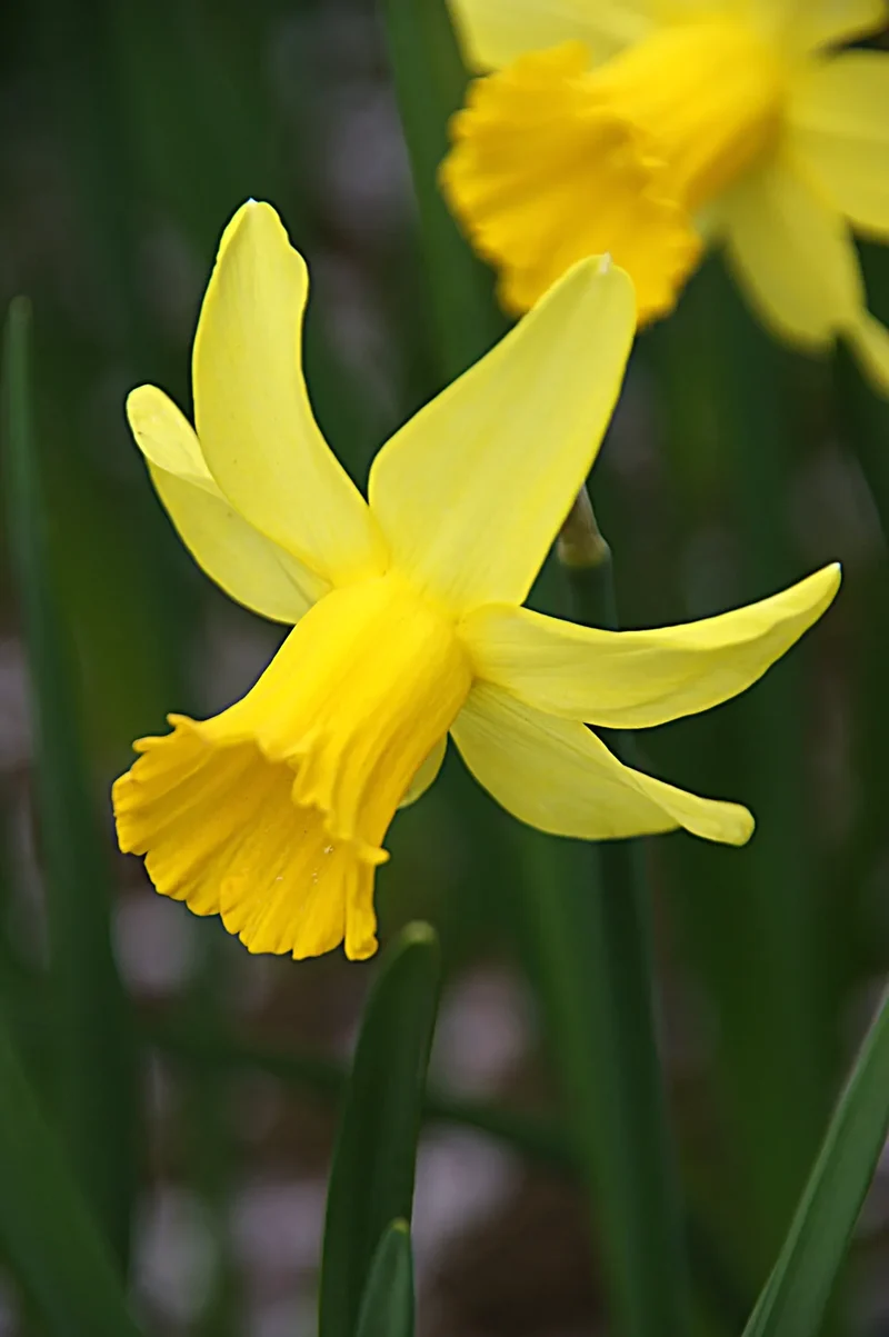 Bulbes de fleurs Non-Traité Narcissus February Gold calibre z12/14 (2001210) pour particuliers