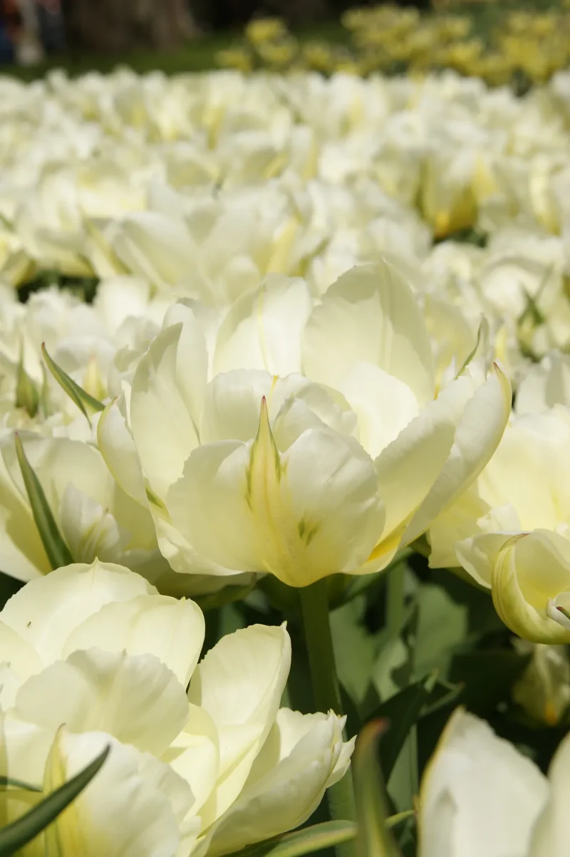 Bulbes de fleurs Non-Traité Tulipe Exotic Emperor calibre 12/+ (1005700) pour particuliers