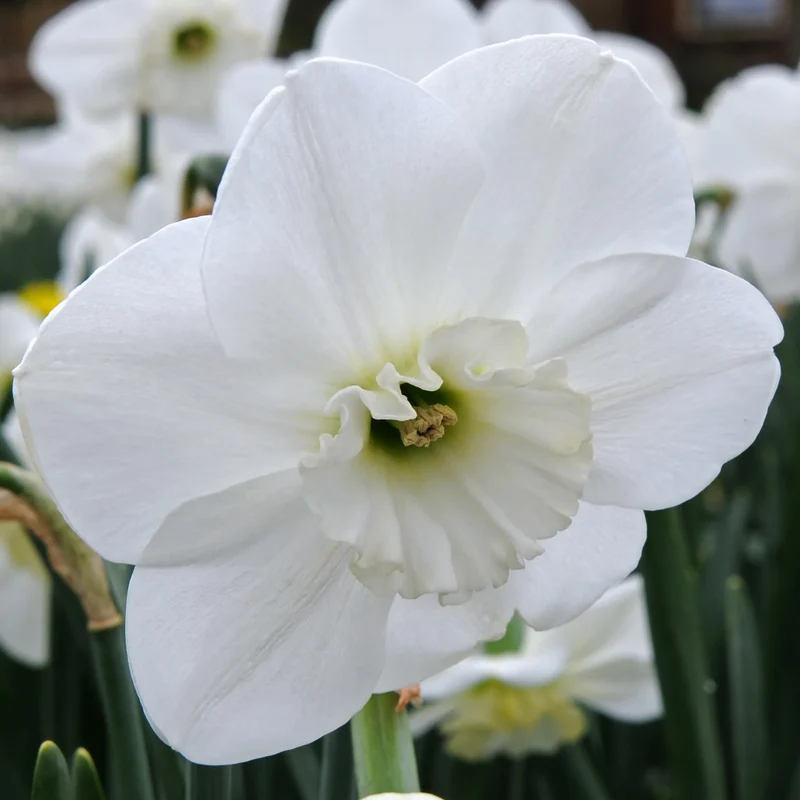 Bulbes de fleurs Non-Traité Narcissus Falmouth Bay calibre sp12/14 (2008110) pour particuliers
