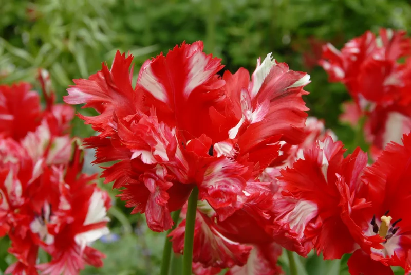 Bulbes de fleurs Non-Traité Tulipe Estella Rijnveld calibre 12/+ (1005600) pour particuliers