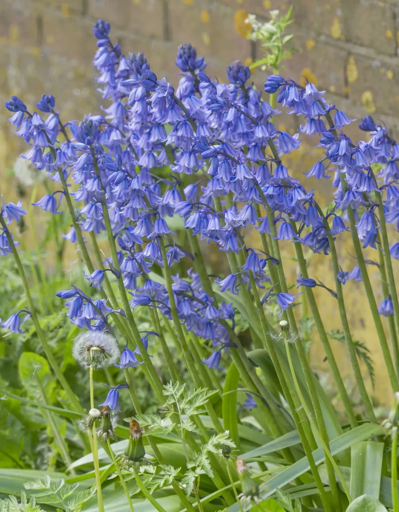 Bulbes de fleurs Non-Traité Hyacinthoides hisp. Excelsior calibre 8/10 (3730510) pour particuliers