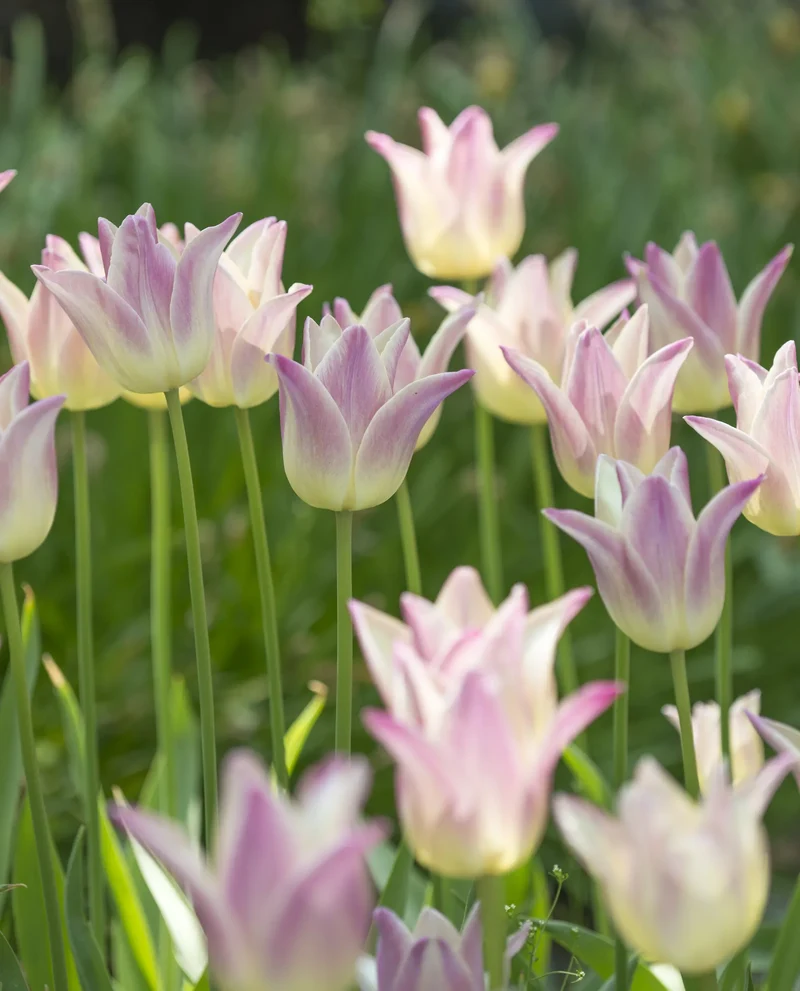 Bulbes de fleurs Non-Traité Tulipe Elegant Lady® calibre 12/+ (1005400) pour particuliers