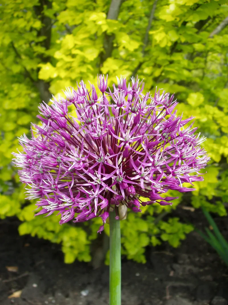 Bulbes de fleurs Non-Traité Allium Early Emperor calibre 14/+ (3113000) pour particuliers