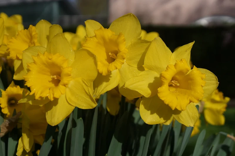 Bulbes de fleurs Non-Traité Narcissus Dutch Master calibre sp12/14 (2006810) pour particuliers