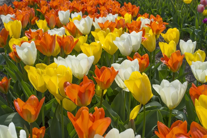 Bulbes de fleurs Non-Traité Mix Dynasty of Emperors Mix (9000900) pour particuliers