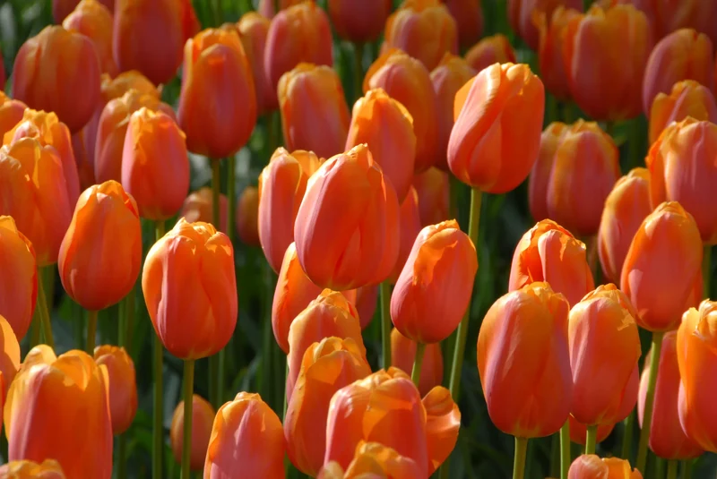 Bulbes de fleurs Non-Traité Tulipe Dordogne calibre 12/+ (1004800) pour particuliers