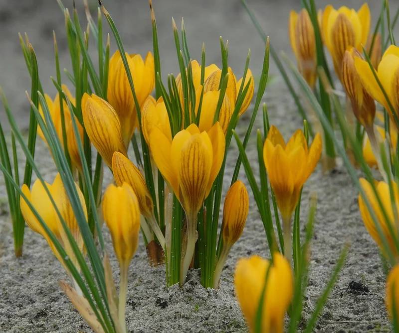 Bulbes de fleurs Non-Traité Crocus chrysanthus Dorothy calibre 5/+ (2503800) pour particuliers