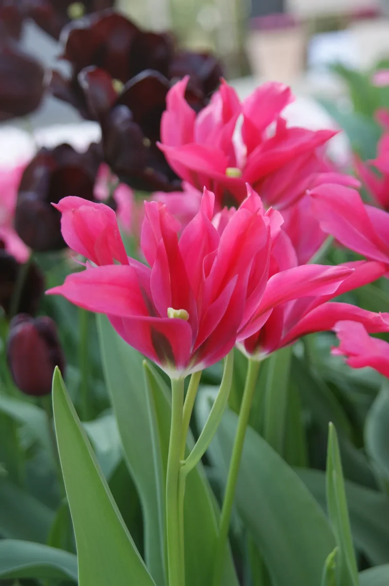 Bulbes de fleurs Non-Traité Tulipe Doll's Minuet calibre 12/+ (1028800) pour particuliers