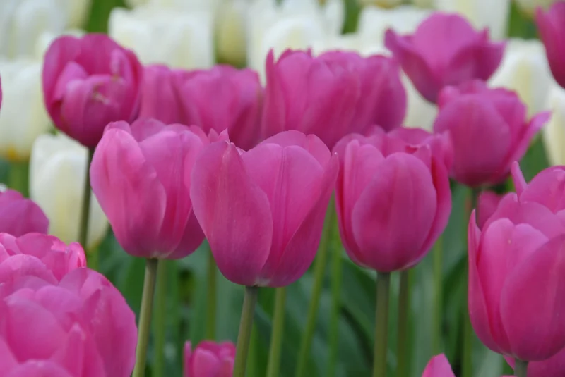 Bulbes de fleurs Non-Traité Tulipe Don Quichotte calibre 12/+ (1025200) pour particuliers