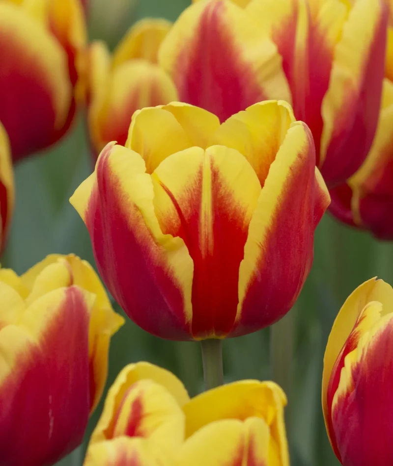 Bulbes de fleurs Non-Traité Tulipe Denmark® calibre 12/+ (1035700) pour particuliers