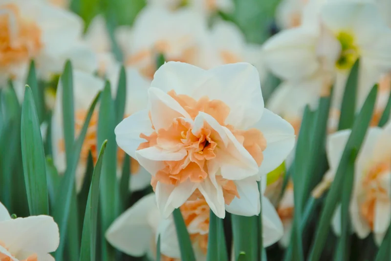 Bulbes de fleurs Non-Traité Narcissus Delnashaugh calibre sp14/16 (2007200) pour particuliers