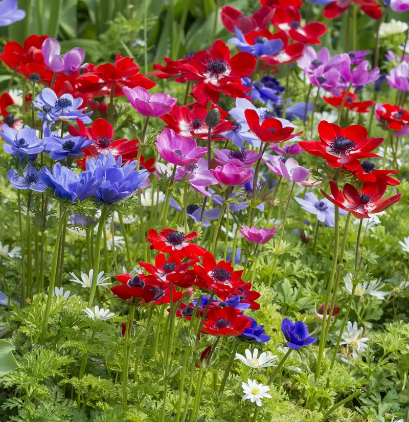 Bulbes de fleurs Non-Traité Anemone De Caen calibre 7/8 (5000400) pour particuliers