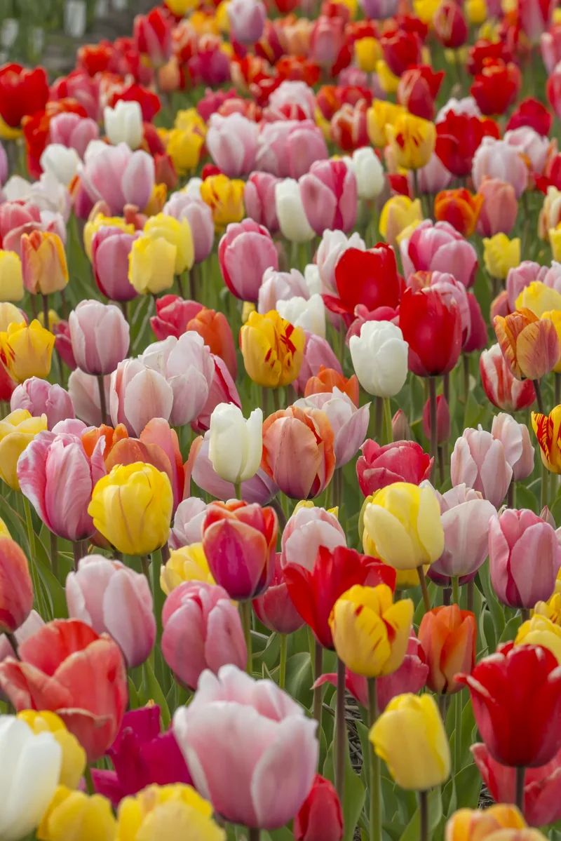 Bulbes de fleurs Non-Traité Mix Darwin-Hybrid Mix calibre 12/14 (1020400) pour particuliers