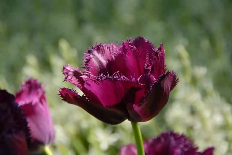Bulbes de fleurs Non-Traité Tulipe Curly Sue® calibre 12/+ (1004600) pour particuliers