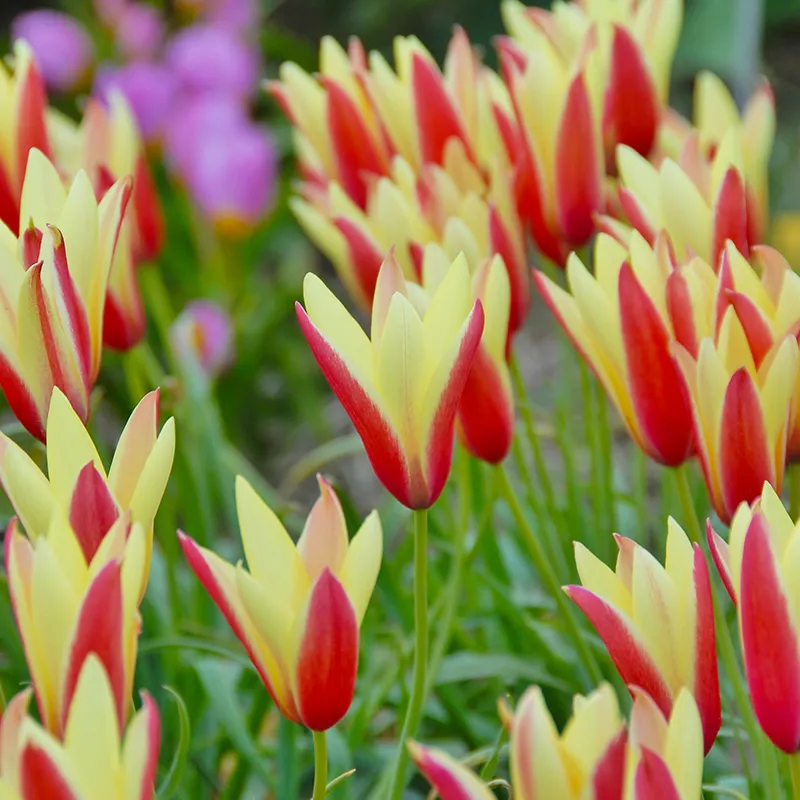 Bulbes de fleurs Non-Traité Tulipe clusiana Cynthia calibre 6/7 (1003800) pour particuliers