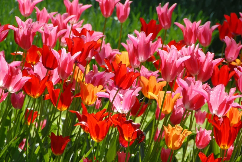 Bulbes de fleurs Non-Traité Mix Dancefair Mix (9000600) pour particuliers
