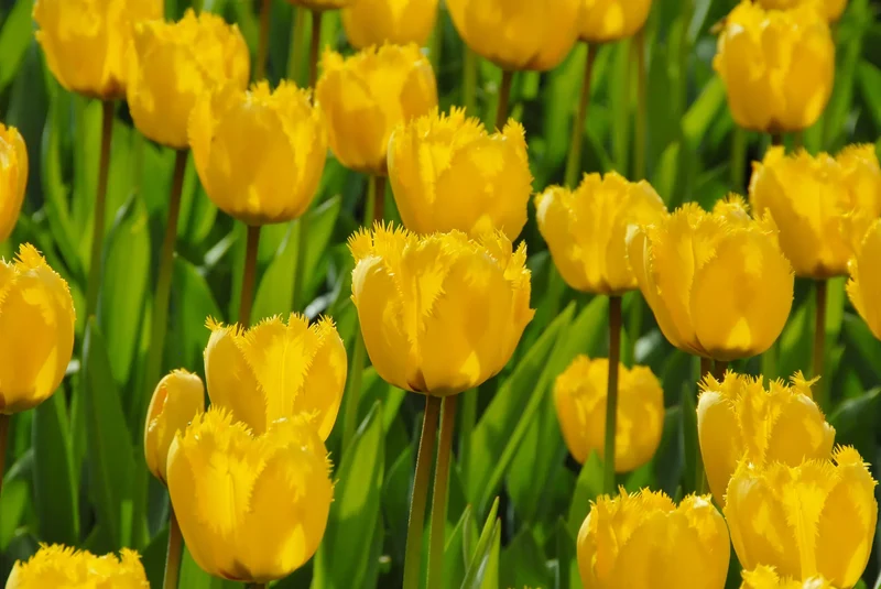 Bulbes de fleurs Non-Traité Tulipe Crystal Star® calibre 12/+ (1044500) pour particuliers