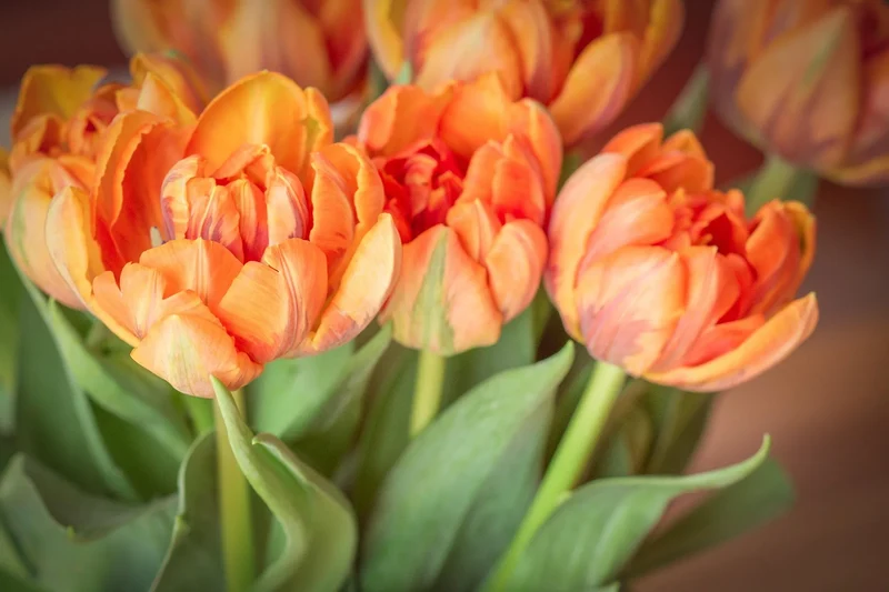Bulbes de fleurs Non-Traité Tulipe Copper Image® calibre 12/+ (1004200) pour particuliers