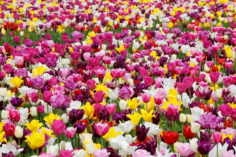 Bulbes de fleurs Non-Traité Tulipe Copex® calibre 12/+ (1060200) pour particuliers
