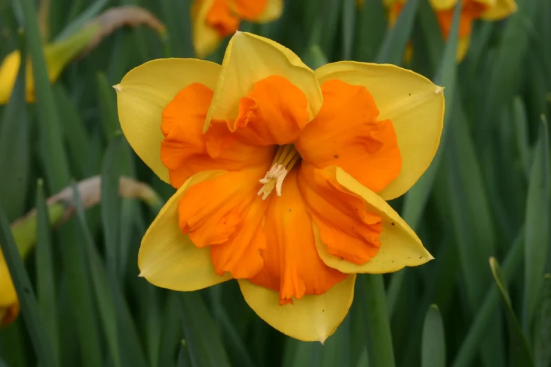 Bulbes de fleurs Non-Traité Narcissus Congress calibre sp14/16 (2007900) pour particuliers