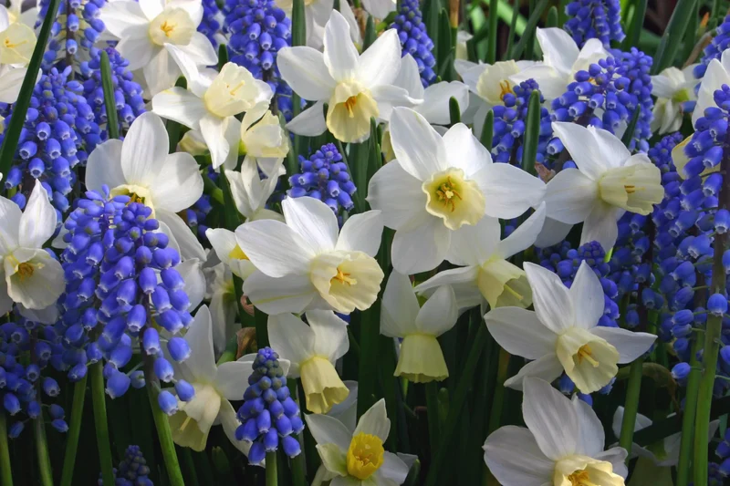 Bulbes de fleurs Non-Traité Mix Cool Waters Mix (9001100) pour particuliers