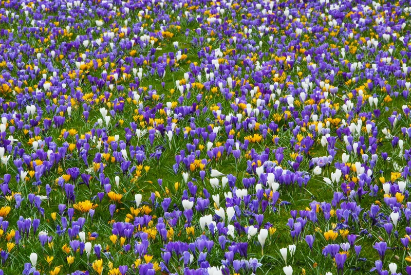 Bulbes de fleurs Non-Traité Mix Colour Carnival Mix (9000300) pour particuliers