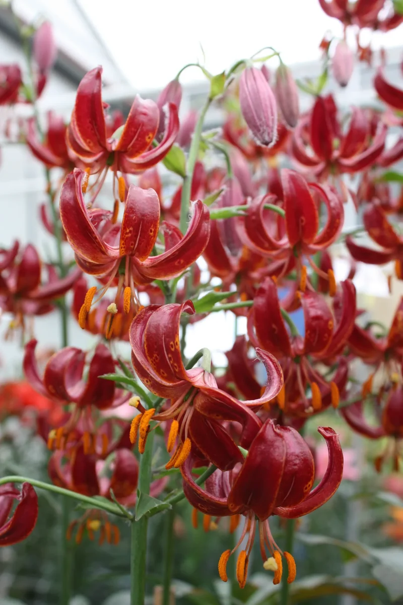 Bulbes de fleurs Non-Traité Lilium martagon Claude Shride calibre 12/+ (4008000) pour particuliers
