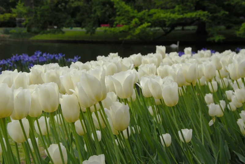 Bulbes de fleurs Non-Traité Tulipe City of Vancouver calibre 12/+ (1033500) pour particuliers