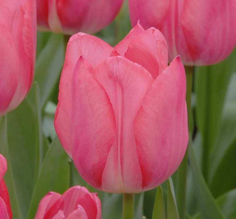 Bulbes de fleurs Non-Traité Tulipe Christmas Dream calibre 12/+ (1003600) pour particuliers