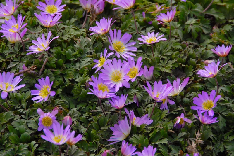 Bulbes de fleurs Non-Traité Anemone blanda Charmer calibre 5/+ (5000200) pour particuliers