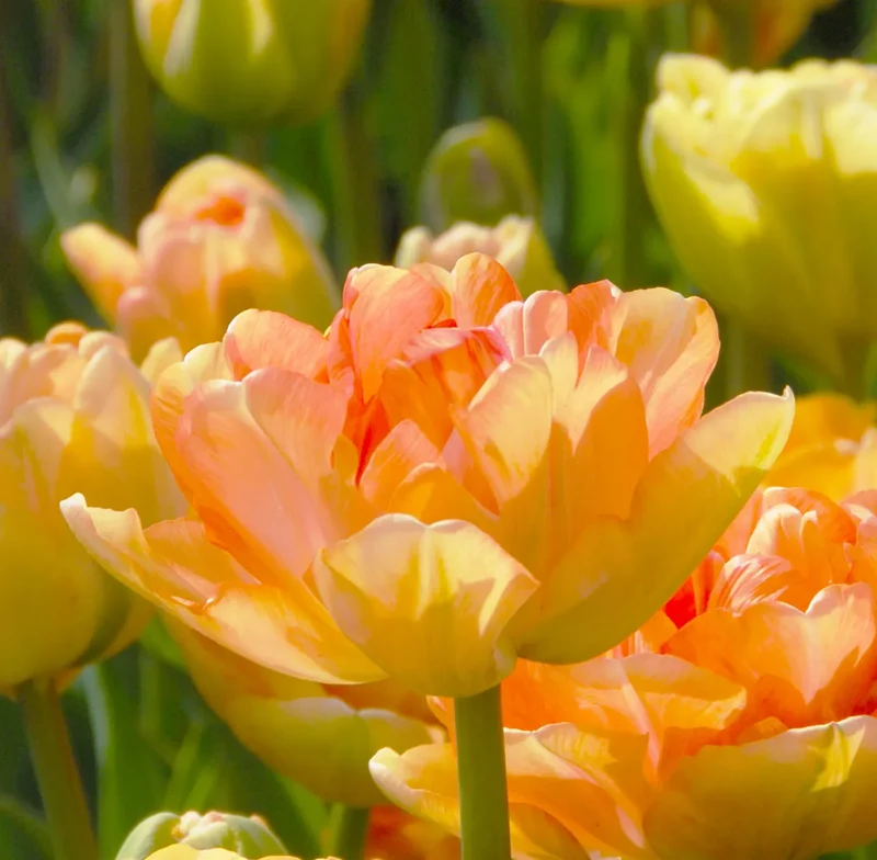 Bulbes de fleurs Non-Traité Tulipe Charming Beauty® calibre 12/+ (1003400) pour particuliers