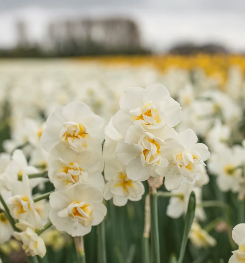 Bulbes de fleurs Non-Traité Narcissus Cheerfulness calibre sp14/16 (2007100) pour particuliers