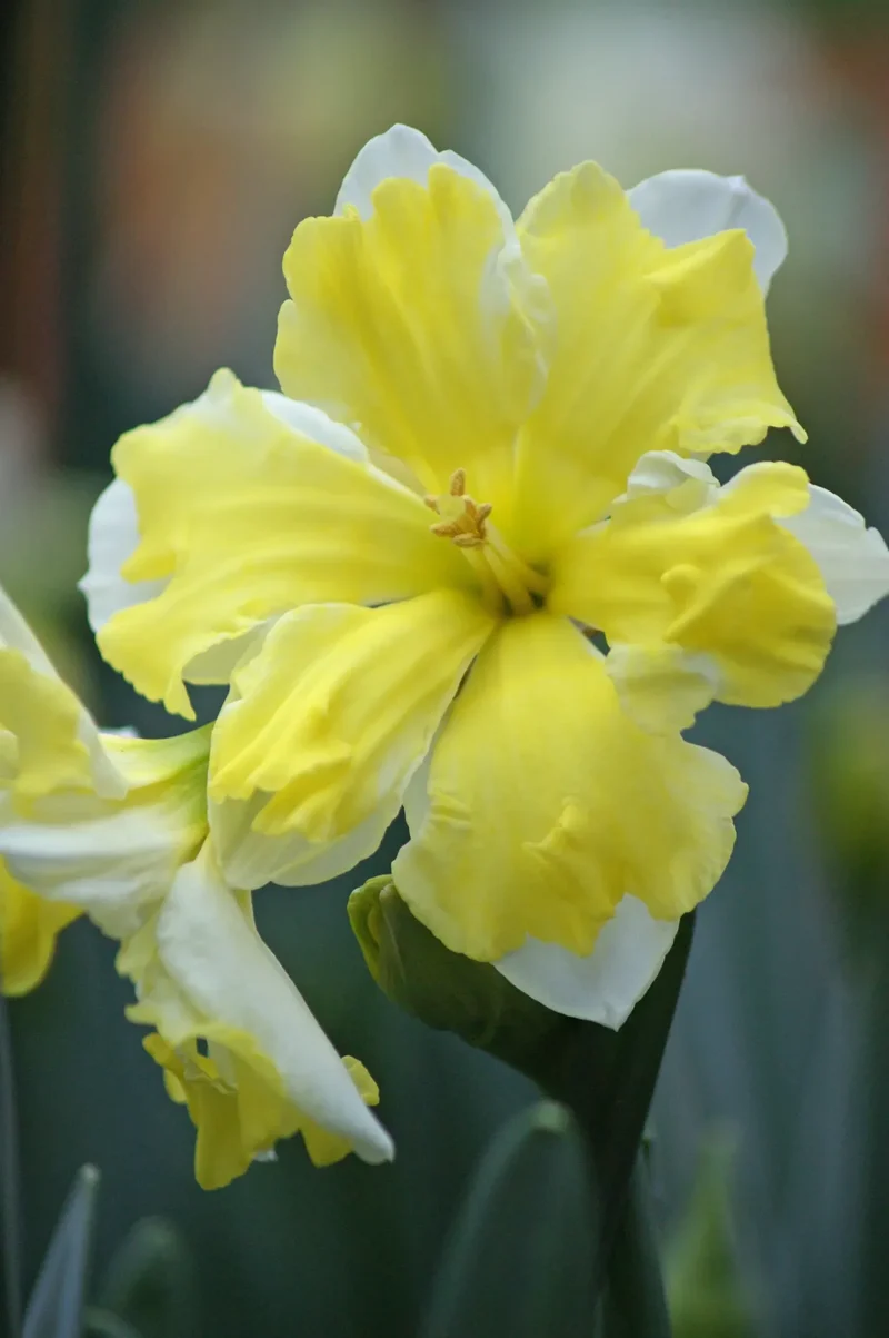Bulbes de fleurs Non-Traité Narcissus Cassata calibre sp14/16 (2000900) pour particuliers