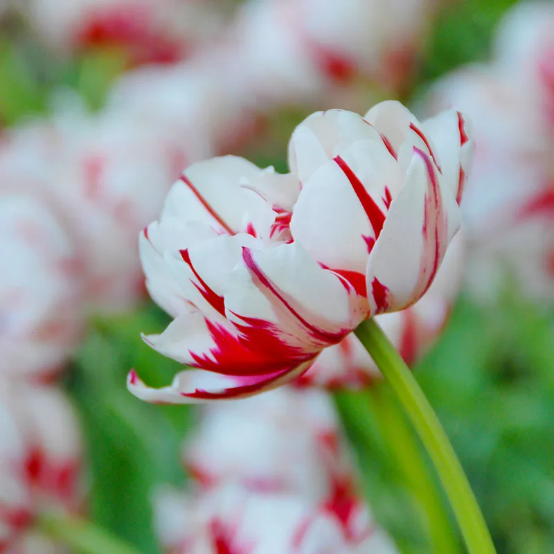 Bulbes de fleurs Non-Traité Tulipe Carnaval de Nice calibre 12/+ (1003300) pour particuliers