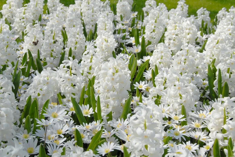 Bulbes de fleurs Non-Traité Hyacinthus Carnegie calibre 16/17 (3000500) pour particuliers