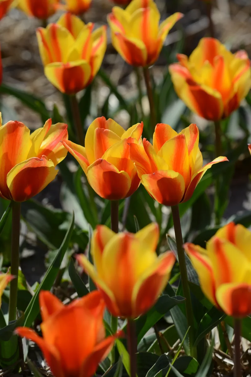 Bulbes de fleurs Non-Traité Tulipe Cape Cod calibre 12/+ (1003100) pour particuliers